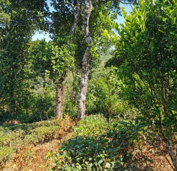 gallery gallery-image